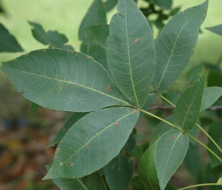 Pignut Hickory Leaves (1)