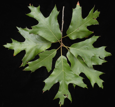 Southern Red Oak Leaves - Sunny
