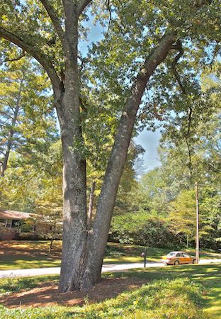 Double-trunk tree