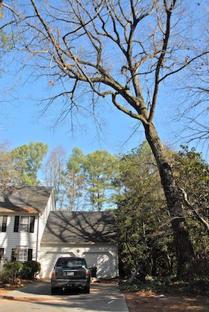 Leaning tree over house