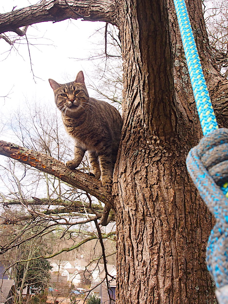 Cat gets stuck 50 feet up in tree for 2 days and calls out for a savior