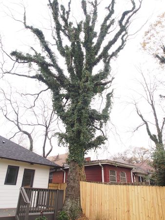 Ivy covered tree