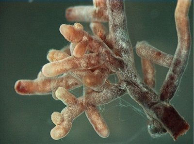 Mycorrhizae