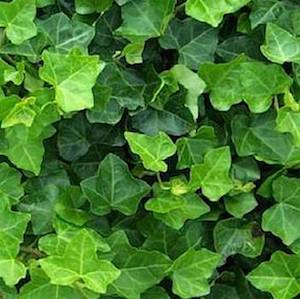 Irish Ivy