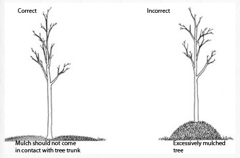 Mulching