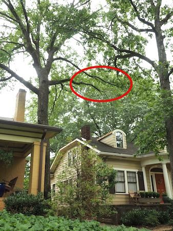 Neighbour's Tree Touching My Roof — Who's Responsible? : r/treelaw