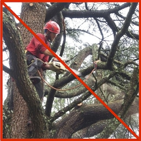 WHY USE US?We don’t do tree work.