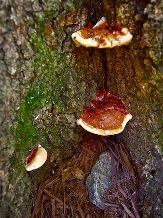 Mushrooms that attack trees - 1