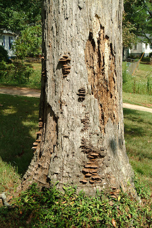 Missing bark on trunk