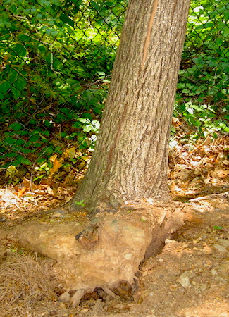 Uprooting Tree