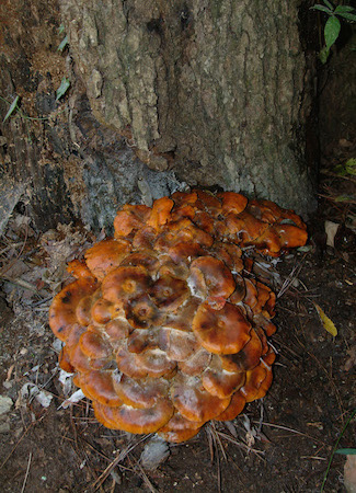 Mushrooms that attack trees - 3
