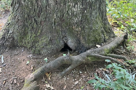 Girdling root