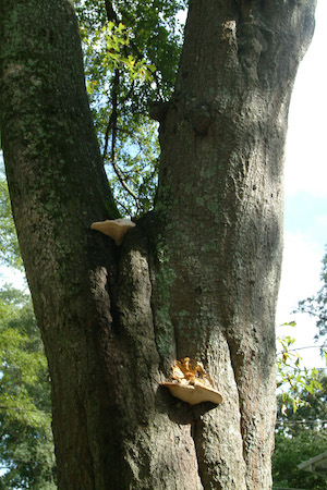 Fungus on upper trunk