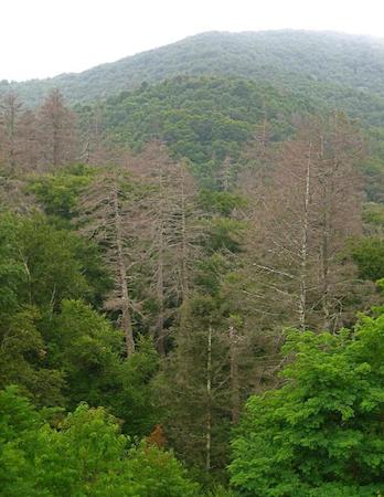 dead hemlock forest