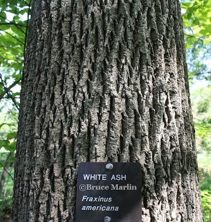 white ash tree bark