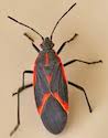 Box elder bug