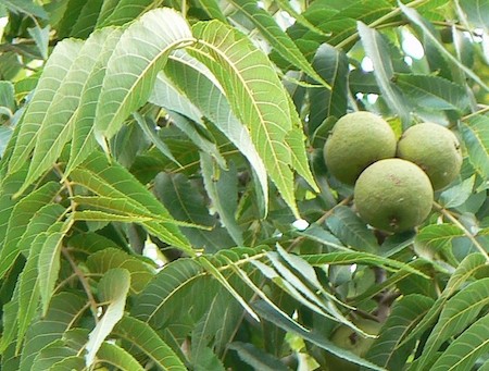 Nuts And Leaves