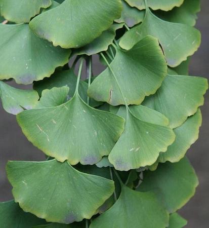 Gingko Leaves