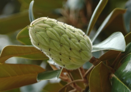 Magnolia Fruit (1)