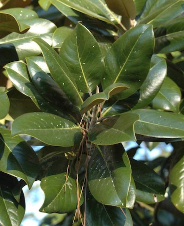 magnolia tree leaves