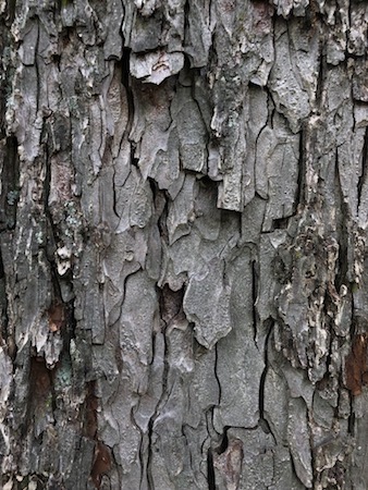 Bark of an old pecan tree