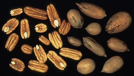 Mature nuts