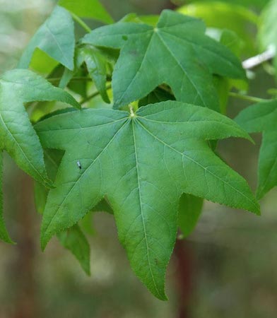 sweet gum tree leaf