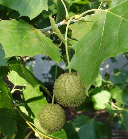 Sycamore Fruit