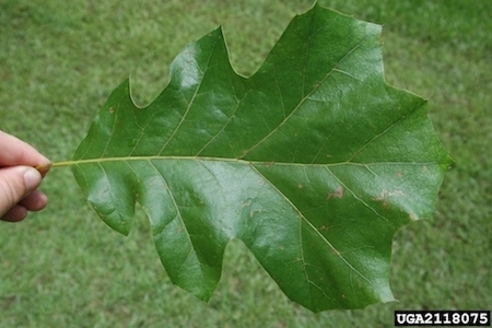 Black Oak  Shade Leaf