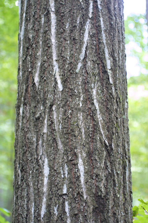 Northern Red Oak  Bark