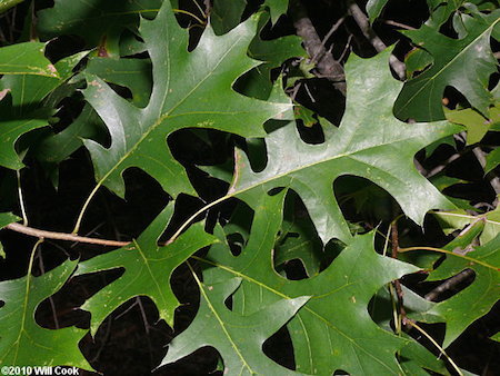 Pin Oak Leaves