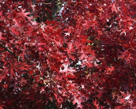Scarlet Oak Fall Leaves