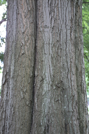 Water Oak  Bark