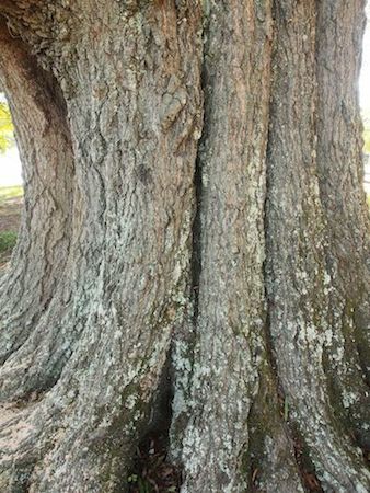 Willow Oak  Bark--Mature Tree