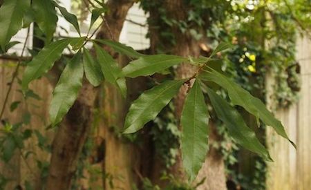Willow Oak Leaves