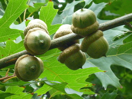 Pin Oak  Acorns
