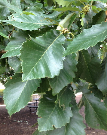 Chestnut Oak Leaves