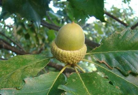 Swamp Chestnut Oak Acorns