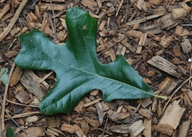 Post Oak  Leaf