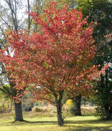 Dogwood Tree Fall