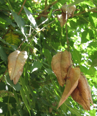 Mature Seed Pods