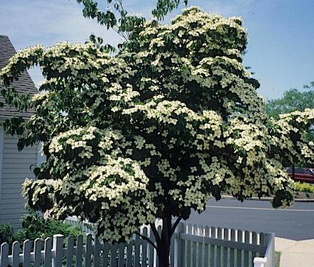 Kousas dogwood